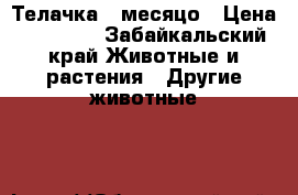 Телачка 6 месяцо › Цена ­ 16 000 - Забайкальский край Животные и растения » Другие животные   